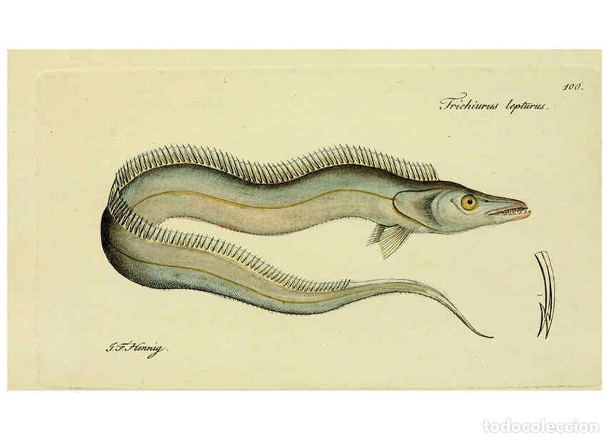 Colecionismo de Revistas e Jornais: Reproducci&oacute;n/Reproduction 6005495907: M.E. Blochii ... Systema ichthyologiae iconibus CX illustratum