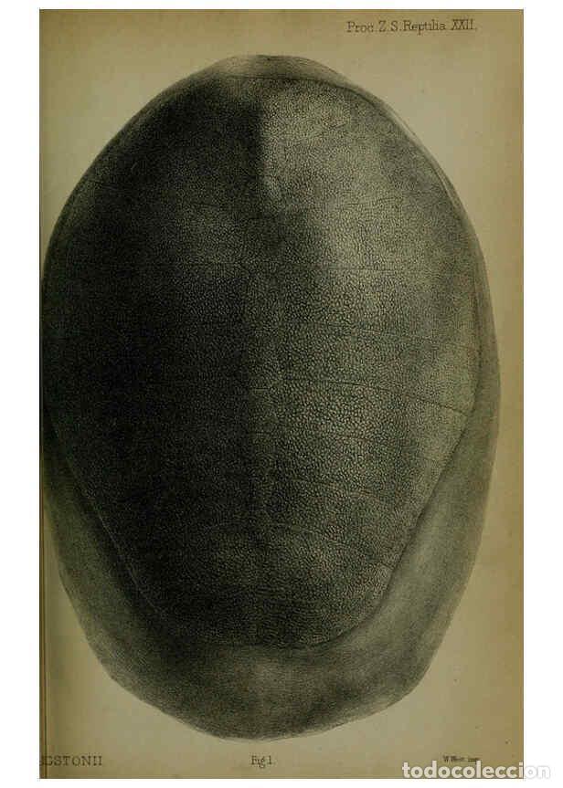 Colecionismo de Revistas e Jornais: Reproducci&oacute;n/Reproduction 6006200276: Proceedings of the Zoological Society of London. 1860. London