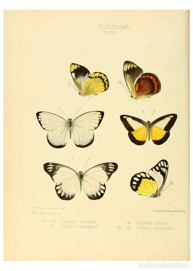 Colecionismo de Revistas e Jornais: Reproducci&oacute;n/Reproduction 6005592563: Illustrations of new species of exotic butterflies v.1 London