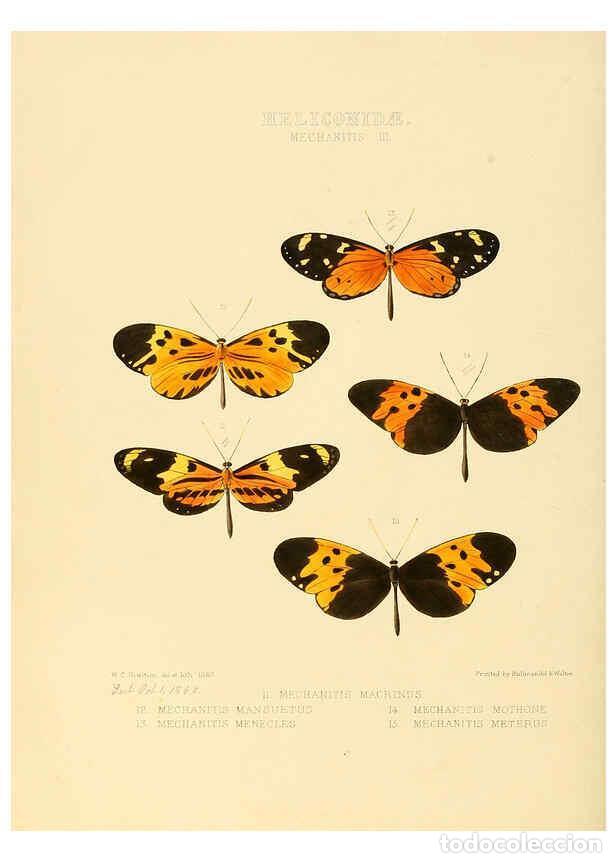Colecionismo de Revistas e Jornais: Reproducci&oacute;n/Reproduction 6005600501: Illustrations of new species of exotic butterflies v.1 London