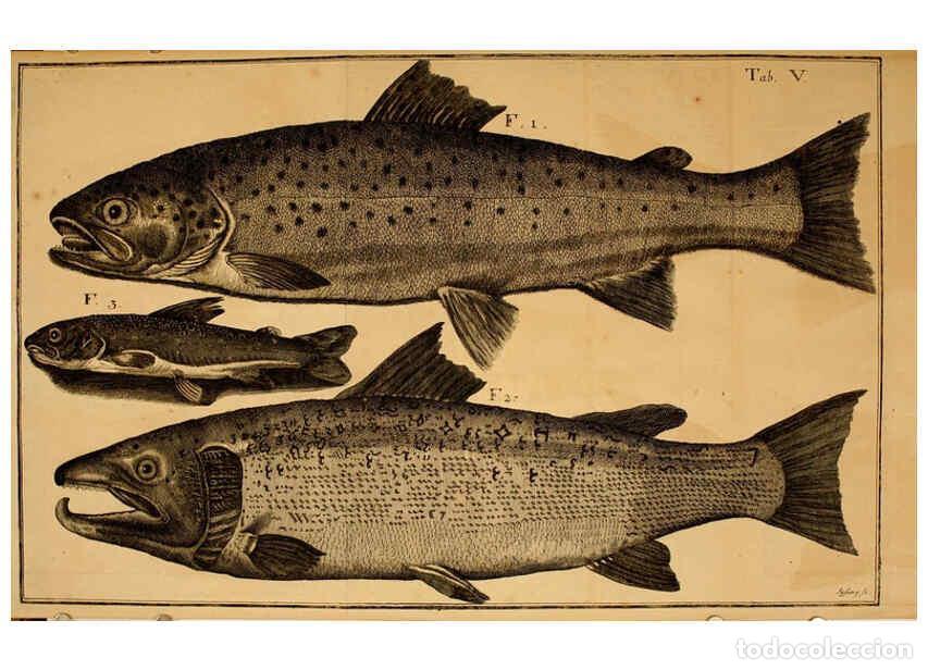 Colecionismo de Revistas e Jornais: Reproducci&oacute;n/Reproduction 6263252415: Iacobi Theodori Klein Histori&aelig; piscium naturalis Gedani [i.e.