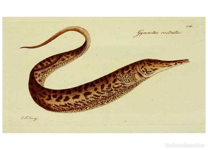 Colecionismo de Revistas e Jornais: Reproducci&oacute;n/Reproduction 6005497449: M.E. Blochii ... Systema ichthyologiae iconibus CX illustratum