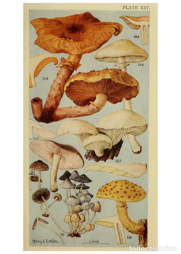 Colecionismo de Revistas e Jornais: Reproducci&oacute;n/Reproduction 6263214463: Field book of common gilled mushrooms New York :G.P. Putnam's