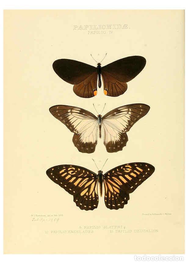 Colecionismo de Revistas e Jornais: Reproducci&oacute;n/Reproduction 6006129954: Illustrations of new species of exotic butterflies v.1 London