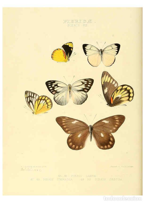 Colecionismo de Revistas e Jornais: Reproducci&oacute;n/Reproduction 6006135600: Illustrations of new species of exotic butterflies v.1 London