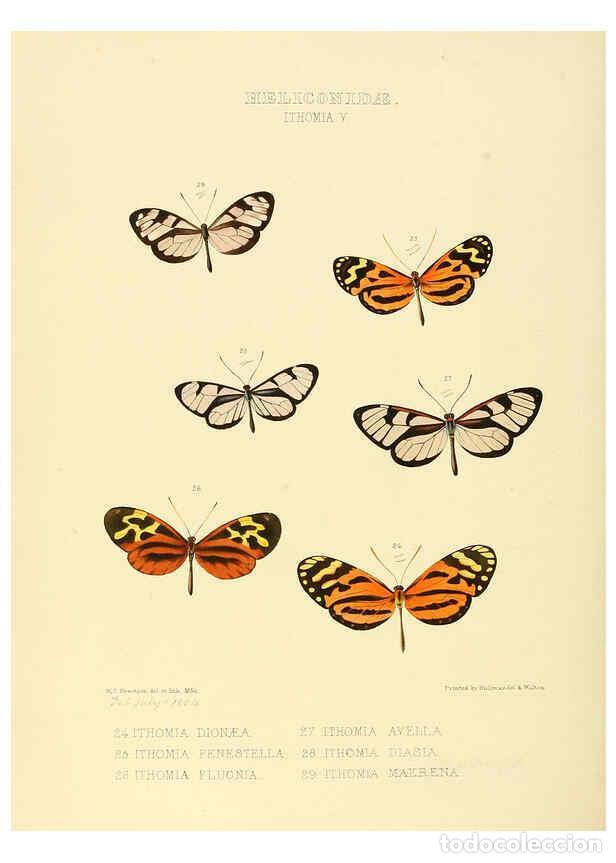 Collectionnisme de Revues et Journaux: Reproducci&oacute;n/Reproduction 6005601839: Illustrations of new species of exotic butterflies v.1 London