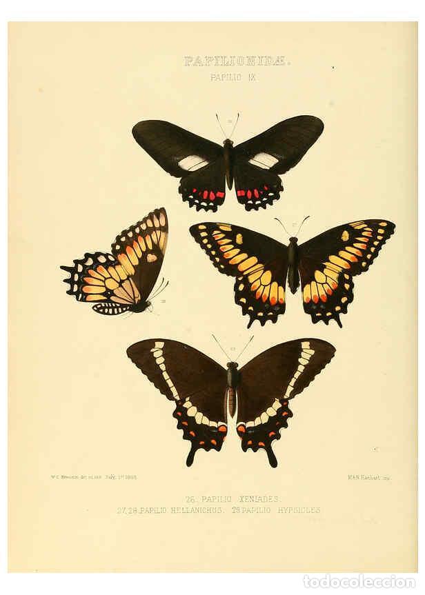 Collectionnisme de Revues et Journaux: Reproducci&oacute;n/Reproduction 6005588729: Illustrations of new species of exotic butterflies v.1 London
