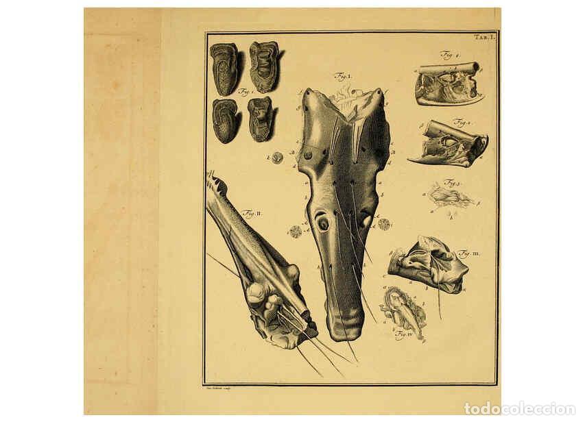 Collectionnisme de Revues et Journaux: Reproducci&oacute;n/Reproduction 6263772024: Iacobi Theodori Klein Histori&aelig; piscium naturalis Gedani [i.e.