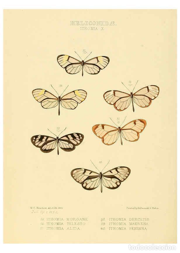 Collectionnisme de Revues et Journaux: Reproducci&oacute;n/Reproduction 6005603907: Illustrations of new species of exotic butterflies v.1 London