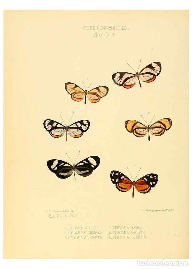 Collectionnisme de Revues et Journaux: Reproducci&oacute;n/Reproduction 6006143636: Illustrations of new species of exotic butterflies v.1 London