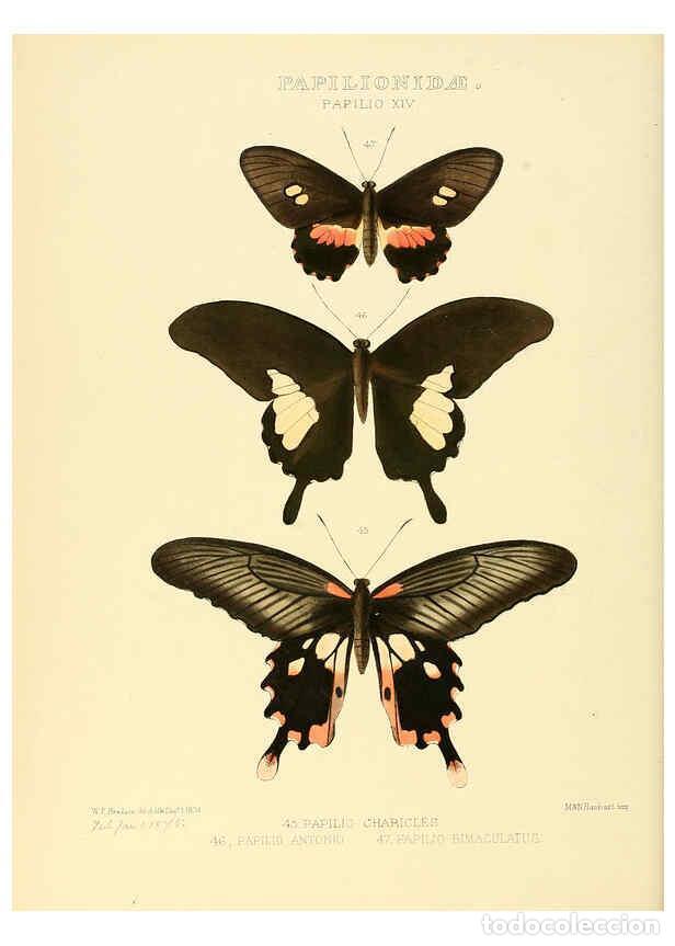 Collectionnisme de Revues et Journaux: Reproducci&oacute;n/Reproduction 6005590517: Illustrations of new species of exotic butterflies v.1 London