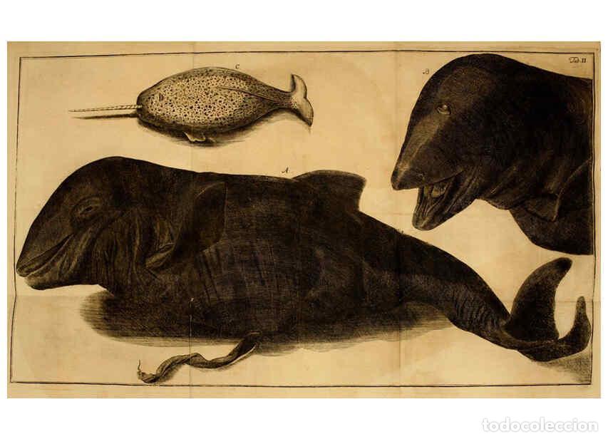 Collectionnisme de Revues et Journaux: Reproducci&oacute;n/Reproduction 6263773122: Iacobi Theodori Klein Histori&aelig; piscium naturalis Gedani [i.e.