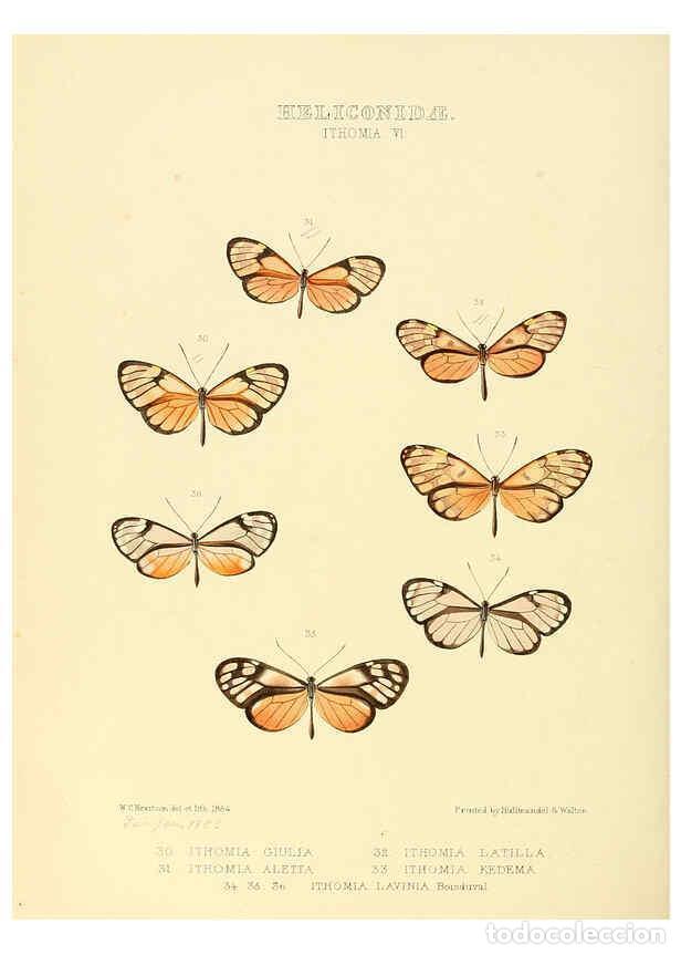 Collectionnisme de Revues et Journaux: Reproducci&oacute;n/Reproduction 6005602401: Illustrations of new species of exotic butterflies v.1 London