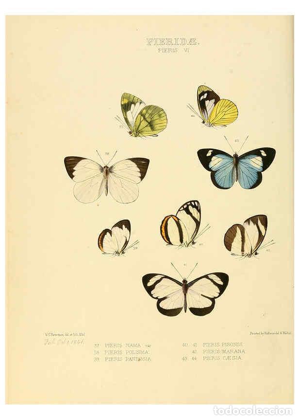 Collectionnisme de Revues et Journaux: Reproducci&oacute;n/Reproduction 6005592831: Illustrations of new species of exotic butterflies v.1 London