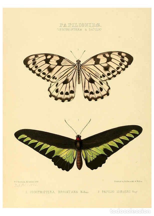 Collectionnisme de Revues et Journaux: Reproducci&oacute;n/Reproduction 6006129098: Illustrations of new species of exotic butterflies v.1 London