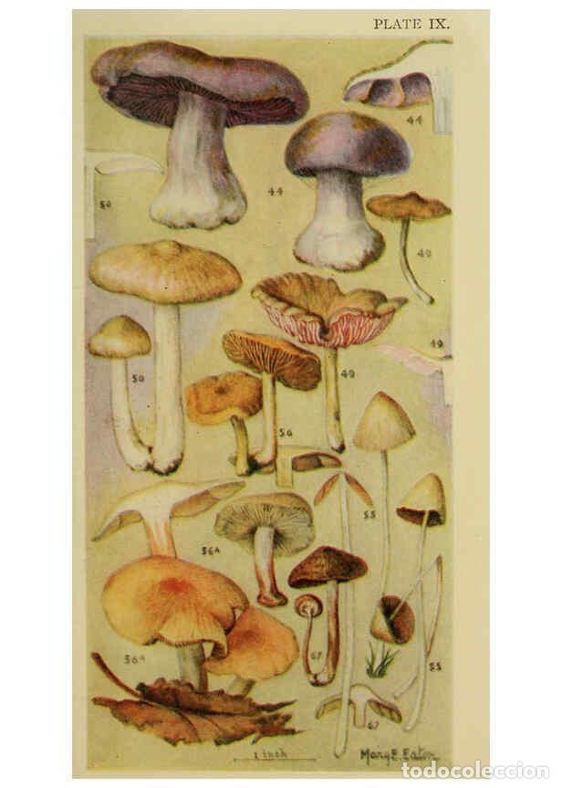 Collectionnisme de Revues et Journaux: Reproducci&oacute;n/Reproduction 6263213015: Field book of common gilled mushrooms New York :G.P. Putnam's
