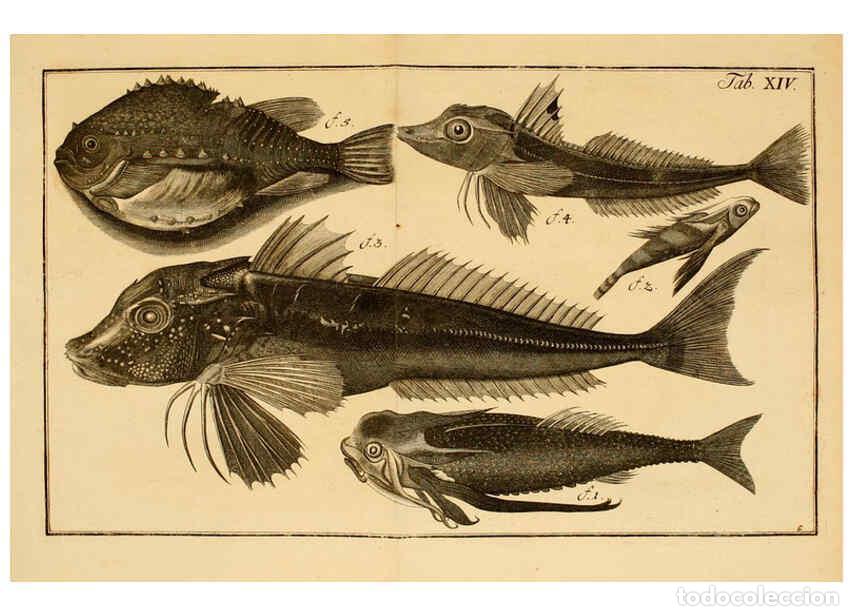 Collectionnisme de Revues et Journaux: Reproducci&oacute;n/Reproduction 6263777626: Iacobi Theodori Klein Histori&aelig; piscium naturalis Gedani [i.e.