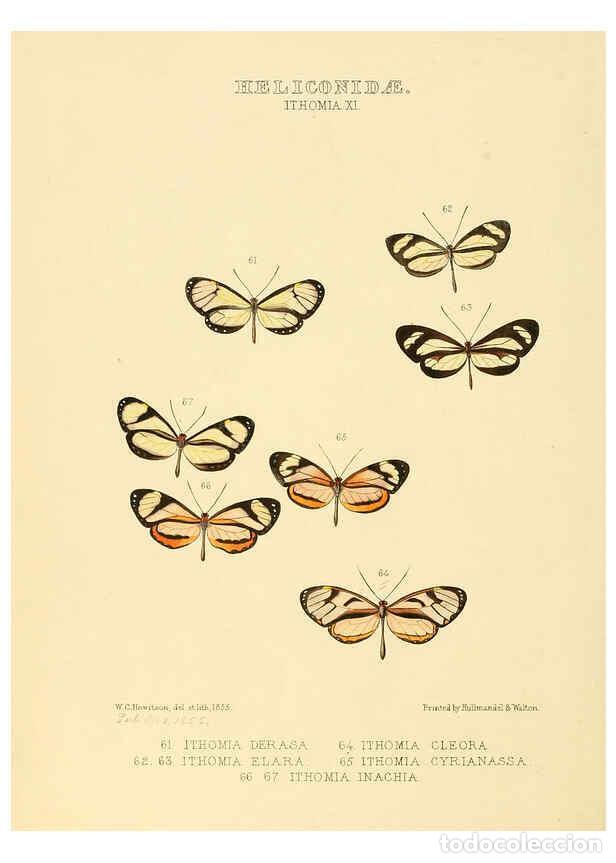 Collectionnisme de Revues et Journaux: Reproducci&oacute;n/Reproduction 6005604235: Illustrations of new species of exotic butterflies v.1 London