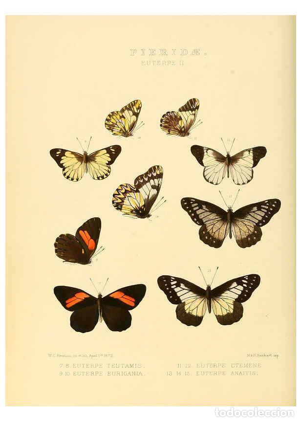 Collectionnisme de Revues et Journaux: Reproducci&oacute;n/Reproduction 6005594271: Illustrations of new species of exotic butterflies v.1 London