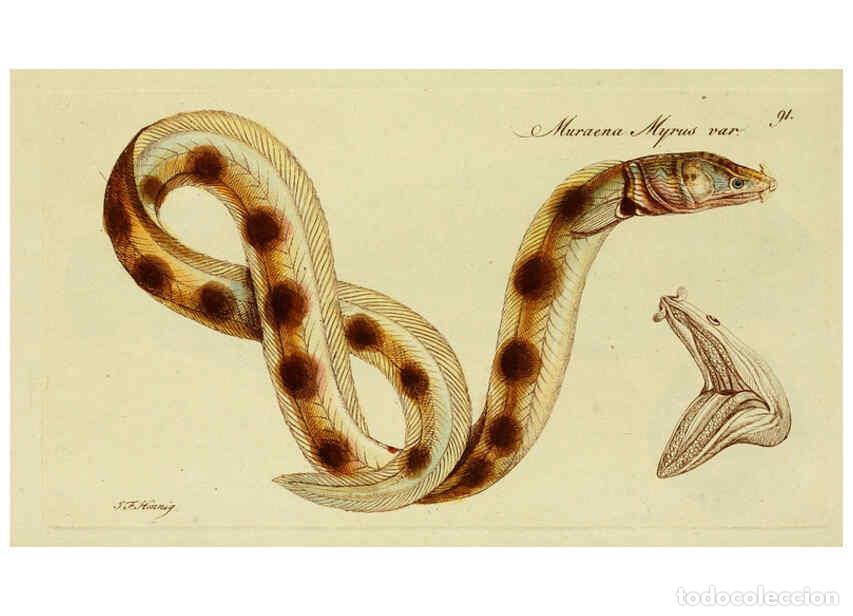 Collectionnisme de Revues et Journaux: Reproducci&oacute;n/Reproduction 6005492679: M.E. Blochii ... Systema ichthyologiae iconibus CX illustratum