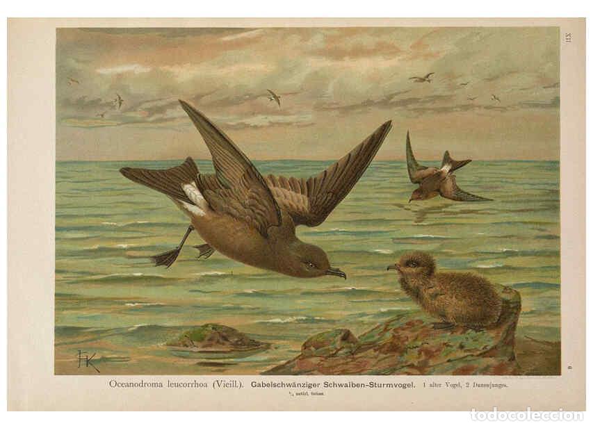 Collection Magazines and Newspapers: Reproducci&oacute;n/Reproduction 6263805430: Naumann, Naturgeschichte der V&ouml;gel Mitteleuropas. v.12. Gera-U