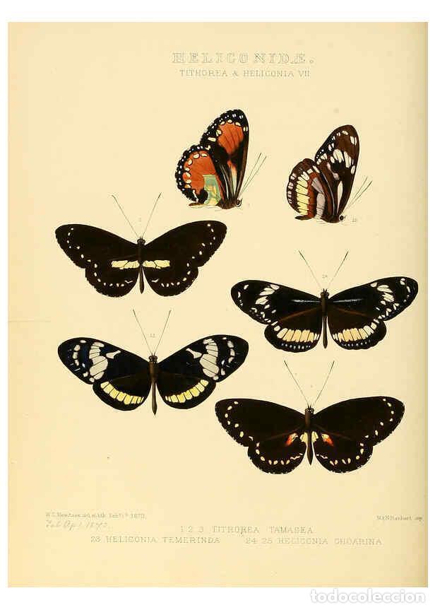 Collection Magazines and Newspapers: Reproducci&oacute;n/Reproduction 6006141890: Illustrations of new species of exotic butterflies v.1 London