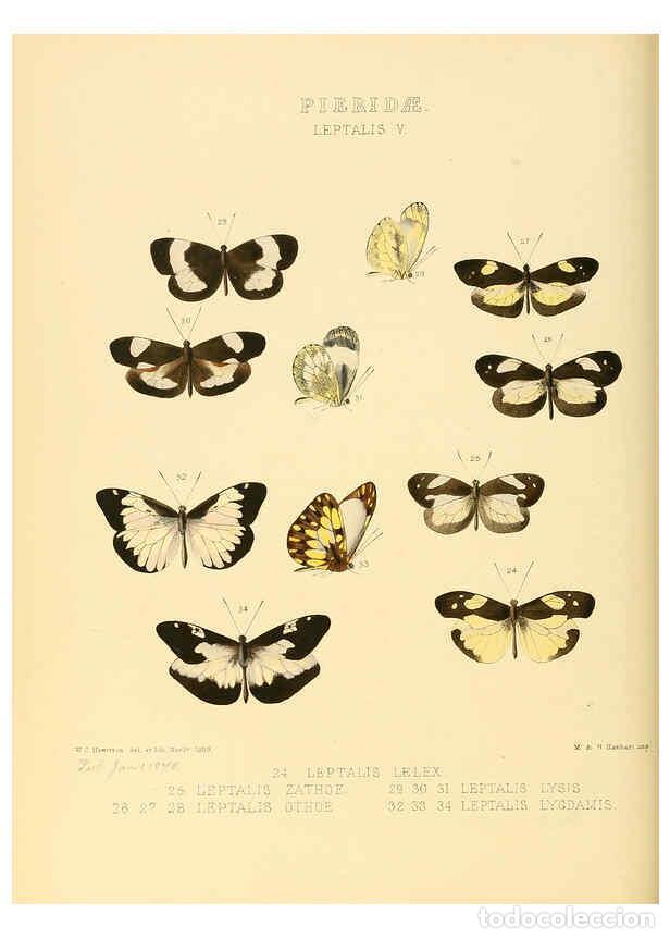 Collection Magazines and Newspapers: Reproducci&oacute;n/Reproduction 6005595741: Illustrations of new species of exotic butterflies v.1 London