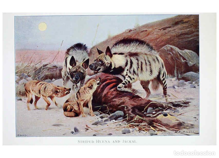 Collection Magazines and Newspapers: Reproducci&oacute;n/Reproduction 6263673546: Wild life of the world. v.2. London ;F. Warne and co.,1916 - R