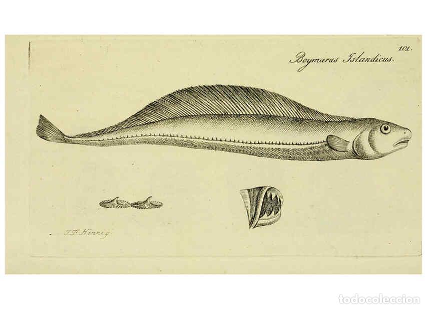 Collection Magazines and Newspapers: Reproducci&oacute;n/Reproduction 6006039244: M.E. Blochii ... Systema ichthyologiae iconibus CX illustratum