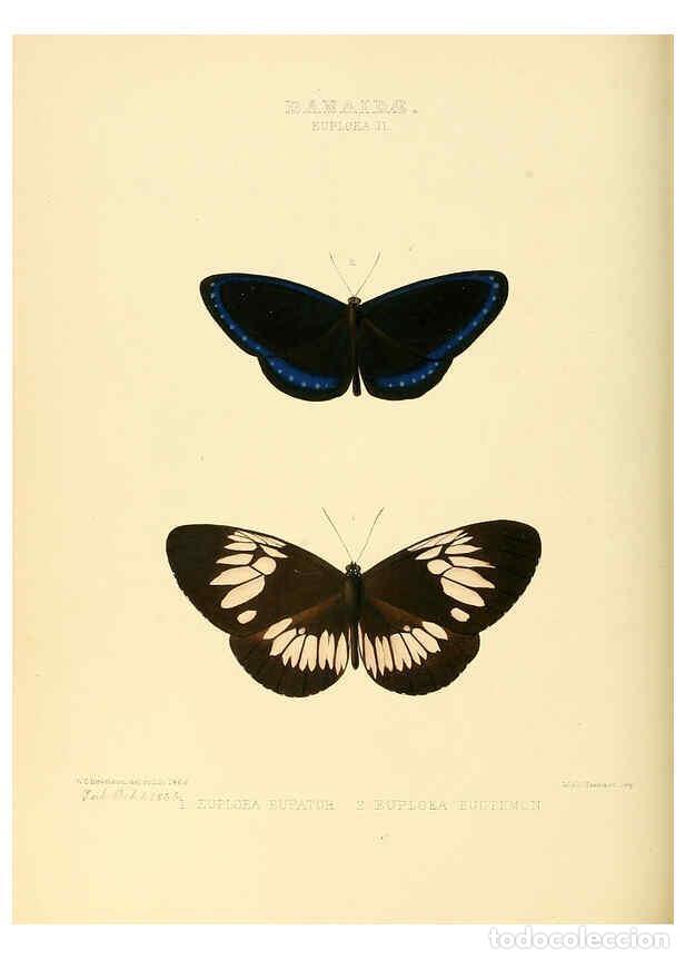 Collection Magazines and Newspapers: Reproducci&oacute;n/Reproduction 6006139558: Illustrations of new species of exotic butterflies v.1 London