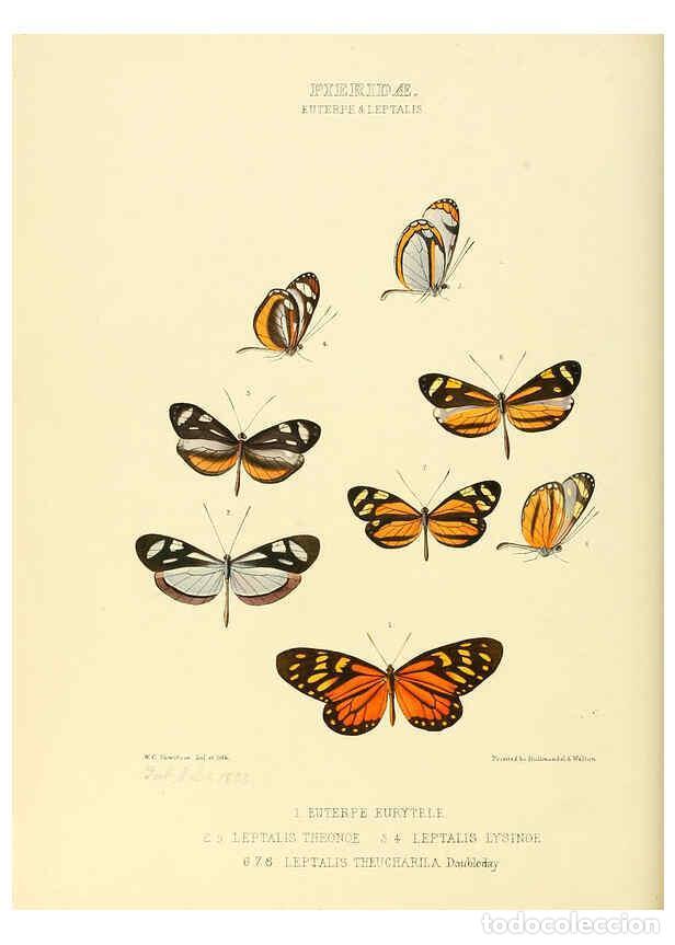 Collection Magazines and Newspapers: Reproducci&oacute;n/Reproduction 6006137014: Illustrations of new species of exotic butterflies v.1 London