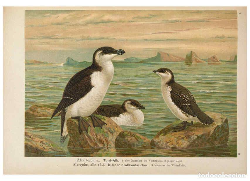 Collection Magazines and Newspapers: Reproducci&oacute;n/Reproduction 6263281245: Naumann, Naturgeschichte der V&ouml;gel Mitteleuropas. v.12. Gera-U