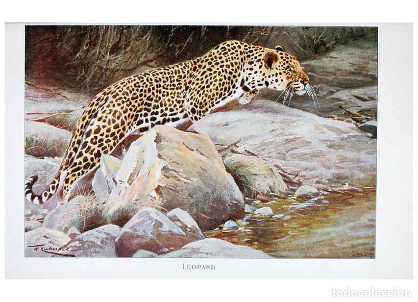 Collection Magazines and Newspapers: Reproducci&oacute;n/Reproduction 6263674372: Wild life of the world. v.2. London ;F. Warne and co.,1916 - R