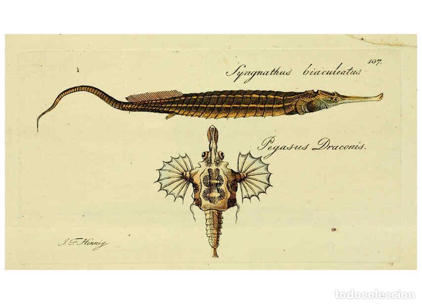 Collection Magazines and Newspapers: Reproducci&oacute;n/Reproduction 6005497799: M.E. Blochii ... Systema ichthyologiae iconibus CX illustratum