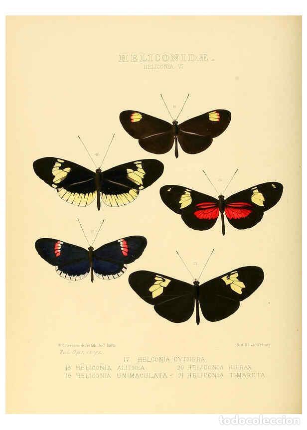 Collection Magazines and Newspapers: Reproducci&oacute;n/Reproduction 6005598861: Illustrations of new species of exotic butterflies v.1 London