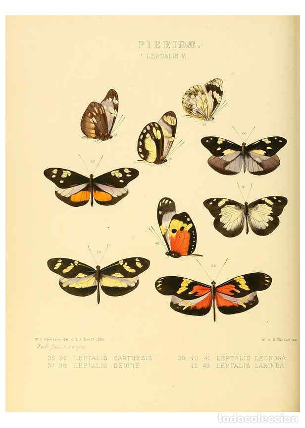 Collection Magazines and Newspapers: Reproducci&oacute;n/Reproduction 6006138384: Illustrations of new species of exotic butterflies v.1 London