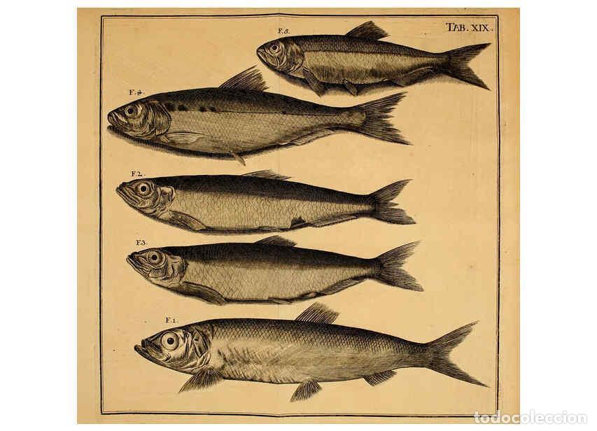 Colecionismo de Revistas e Jornais: Reproducci&oacute;n/Reproduction 6263254801: Iacobi Theodori Klein Histori&aelig; piscium naturalis Gedani [i.e.