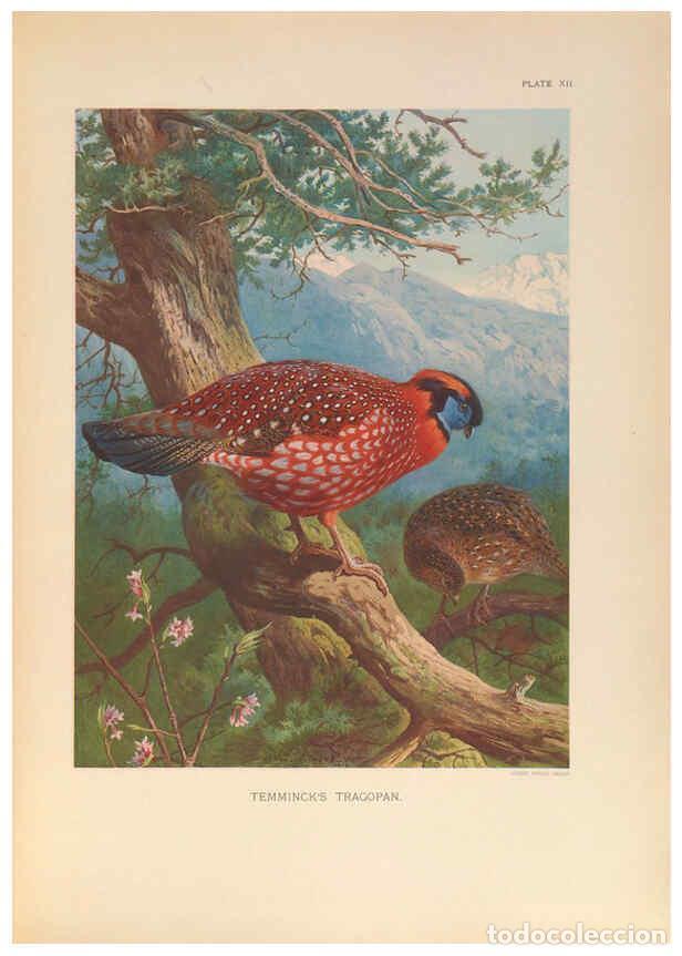 Collezionismo di Riviste e Giornali: Reproducci&oacute;n/Reproduction 6263643164: A monograph of the pheasants. v.1. London, England :Published
