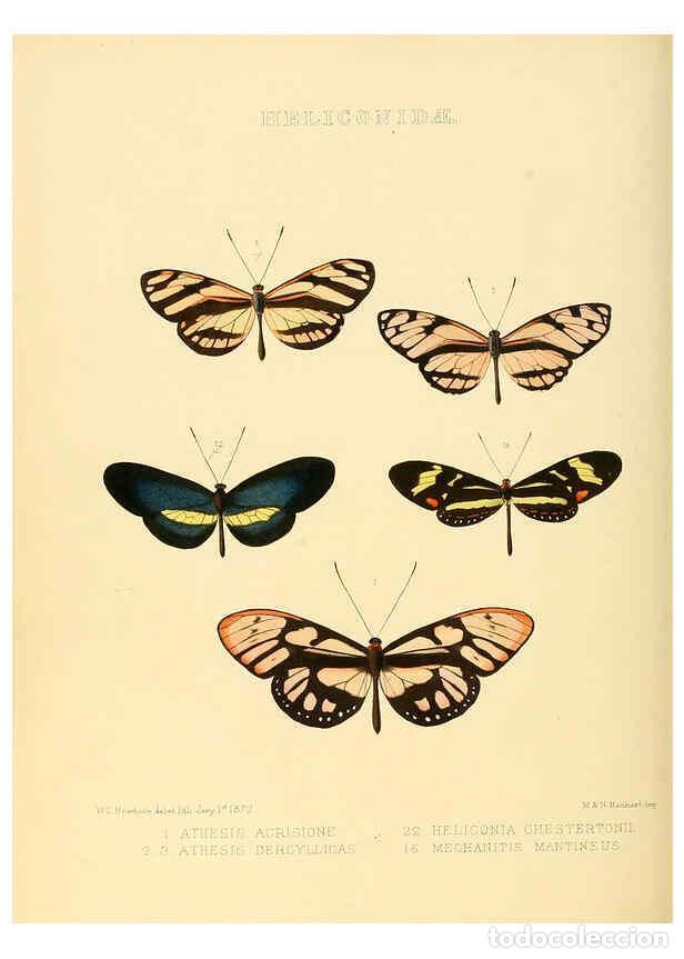 Collezionismo di Riviste e Giornali: Reproducci&oacute;n/Reproduction 6006142556: Illustrations of new species of exotic butterflies v.1 London