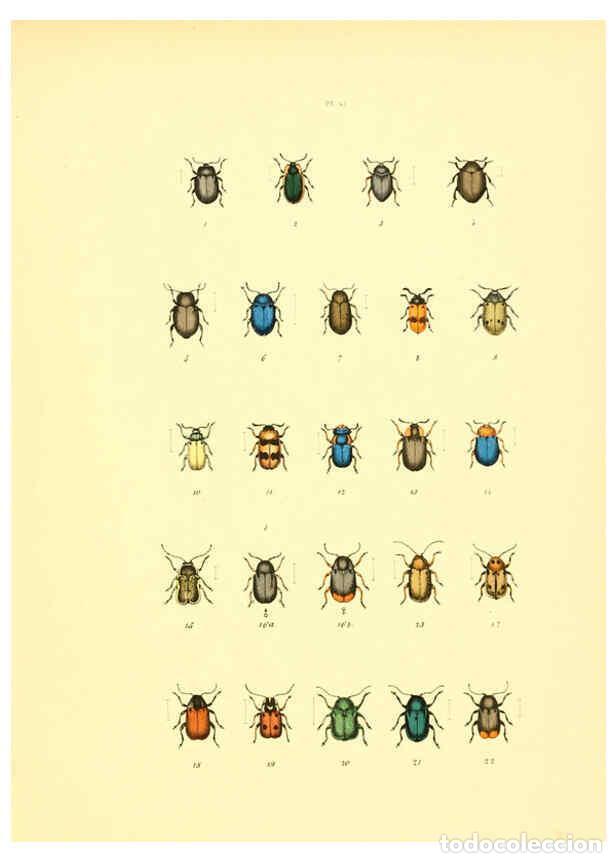 Collezionismo di Riviste e Giornali: Reproducci&oacute;n/Reproduction 6008162977: Mus&eacute;e entomologique illustr&eacute; t.1 Paris :Rothschild,1876-1878 -