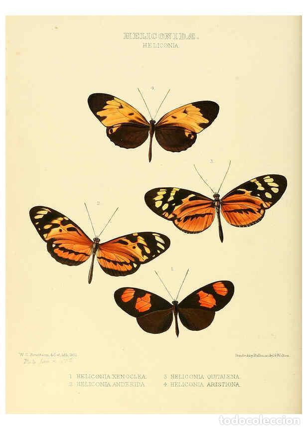 Collezionismo di Riviste e Giornali: Reproducci&oacute;n/Reproduction 6005597529: Illustrations of new species of exotic butterflies v.1 London