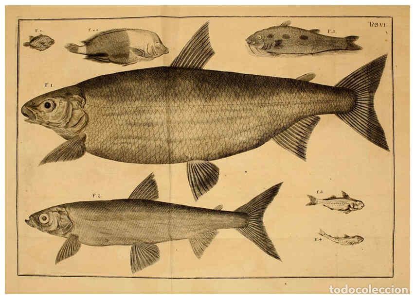 Collezionismo di Riviste e Giornali: Reproducci&oacute;n/Reproduction 6263778644: Iacobi Theodori Klein Histori&aelig; piscium naturalis Gedani [i.e.