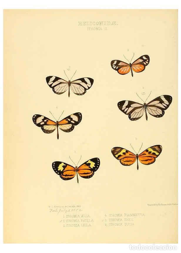 Collezionismo di Riviste e Giornali: Reproducci&oacute;n/Reproduction 6006143902: Illustrations of new species of exotic butterflies v.1 London