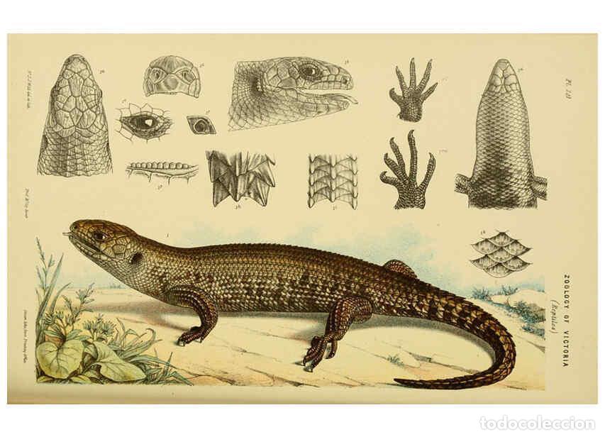 Collezionismo di Riviste e Giornali: Reproducci&oacute;n/Reproduction 6007970927: Natural history of Victoria. Dec.11-15 Melbourne,J.Ferres, gov