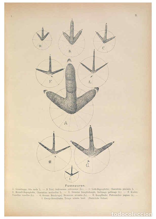 Collezionismo di Riviste e Giornali: Reproducci&oacute;n/Reproduction 6008725692: Naumann, Naturgeschichte der V&ouml;gel Mitteleuropas. v.1 Gera-Unt