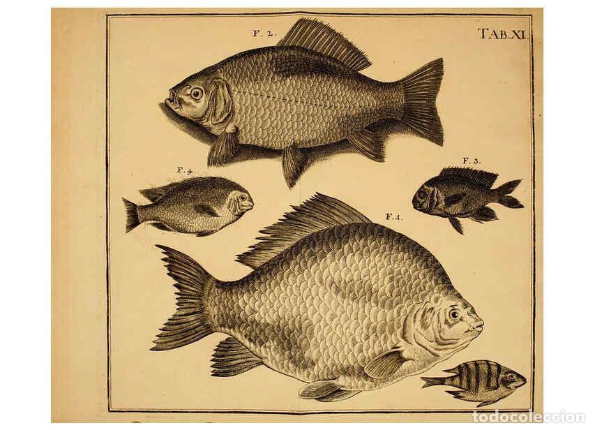 Collezionismo di Riviste e Giornali: Reproducci&oacute;n/Reproduction 6263779466: Iacobi Theodori Klein Histori&aelig; piscium naturalis Gedani [i.e.