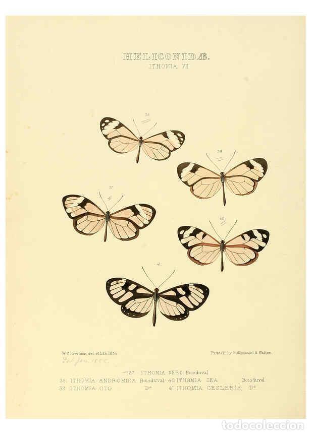 Collezionismo di Riviste e Giornali: Reproducci&oacute;n/Reproduction 6005602665: Illustrations of new species of exotic butterflies v.1 London