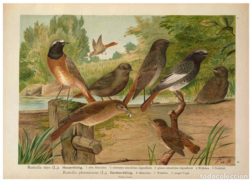 Collezionismo di Riviste e Giornali: Reproducci&oacute;n/Reproduction 6008179455: Naumann, Naturgeschichte der V&ouml;gel Mitteleuropas. v.1 Gera-Unt