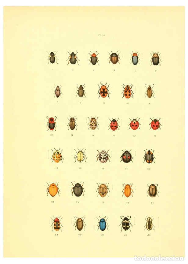 Collezionismo di Riviste e Giornali: Reproducci&oacute;n/Reproduction 6008163363: Mus&eacute;e entomologique illustr&eacute; t.1 Paris :Rothschild,1876-1878 -