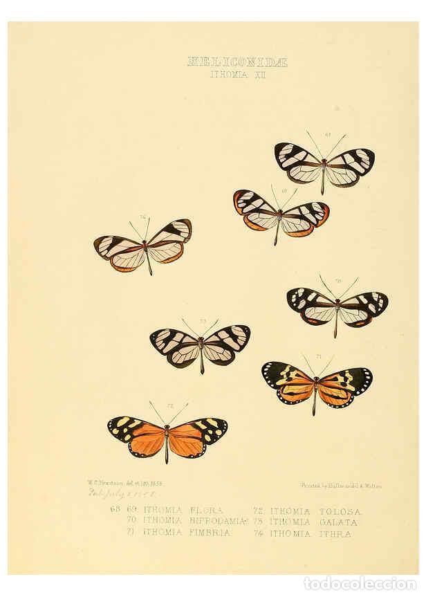 Collezionismo di Riviste e Giornali: Reproducci&oacute;n/Reproduction 6006147356: Illustrations of new species of exotic butterflies v.1 London